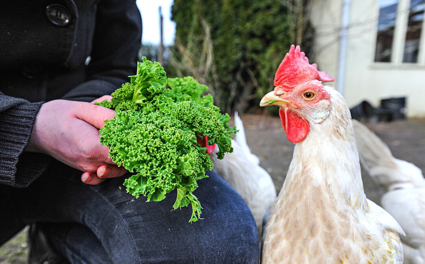 Can You Eat Rooster Meat (And What Does It Taste Like?)