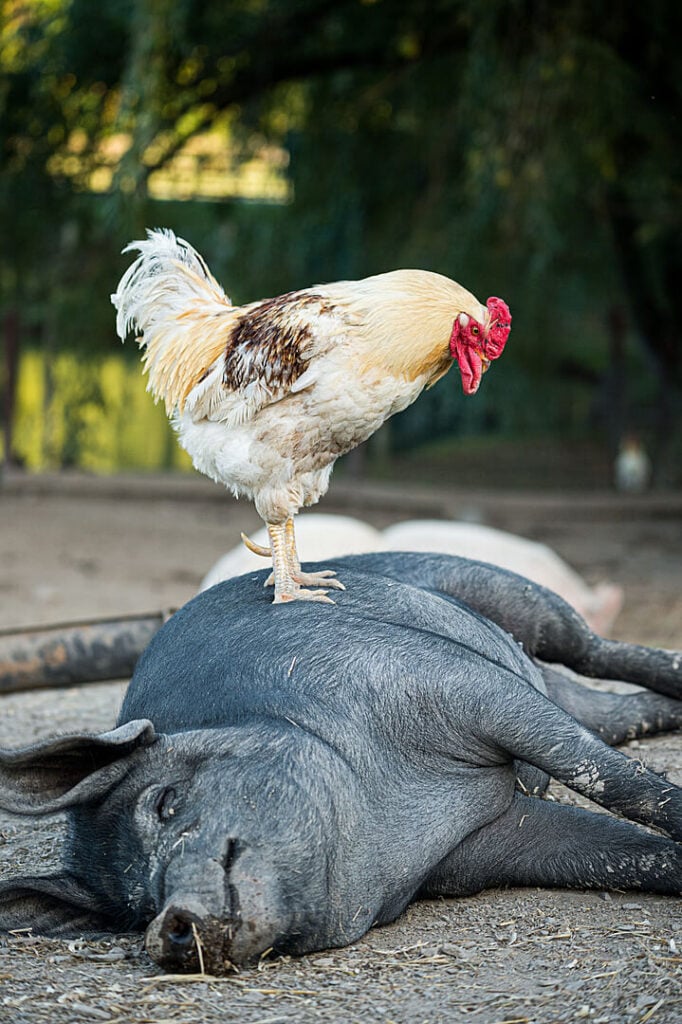 A rescued chicken perched on top of
Jasmine, a rescued pig, at Catskill Animal Sanctuary