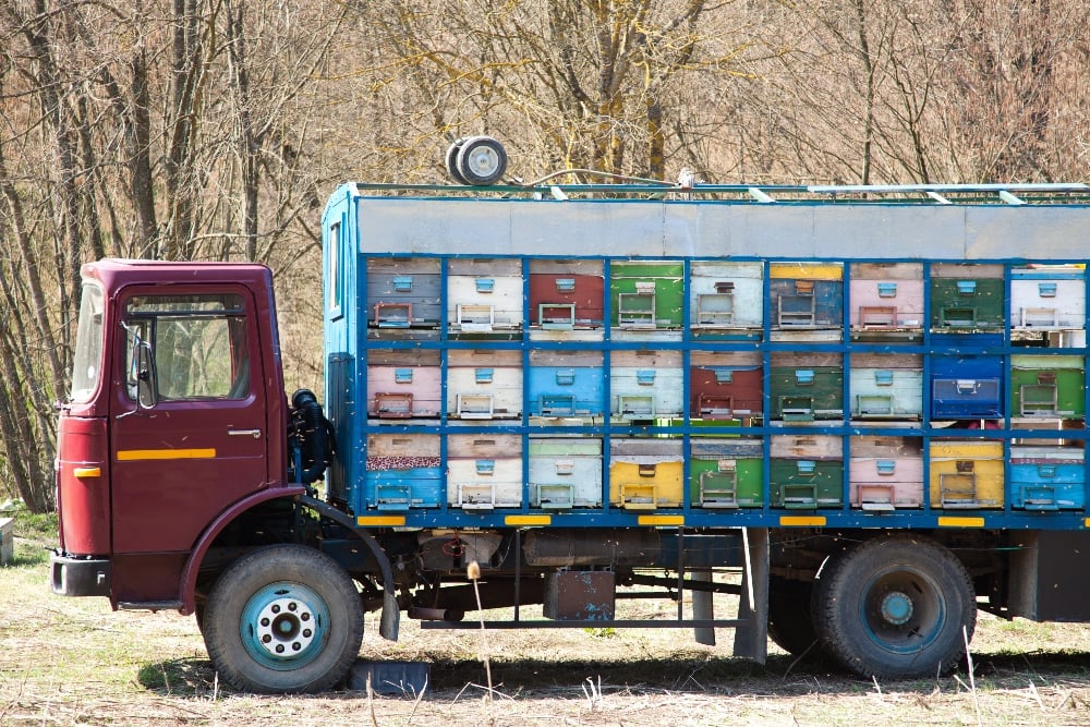 Colorful beehives stacked onto a truck for migration