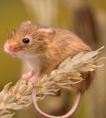 A field mouse outside on a wheat agriculture farm