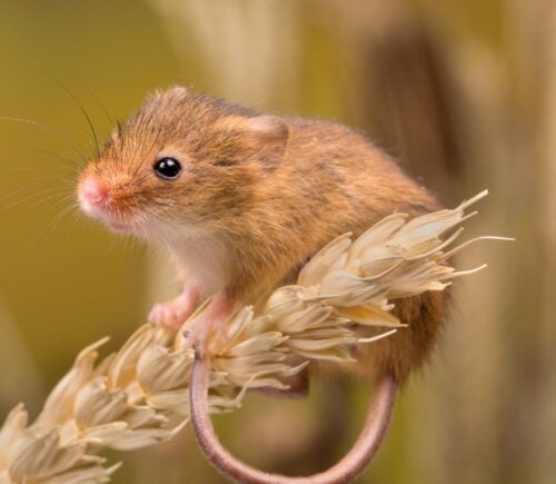 A field mouse outside on a wheat agriculture farm