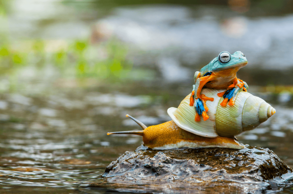 A frog sitting atop a snail, two species that are killed during plant and animal agriculture