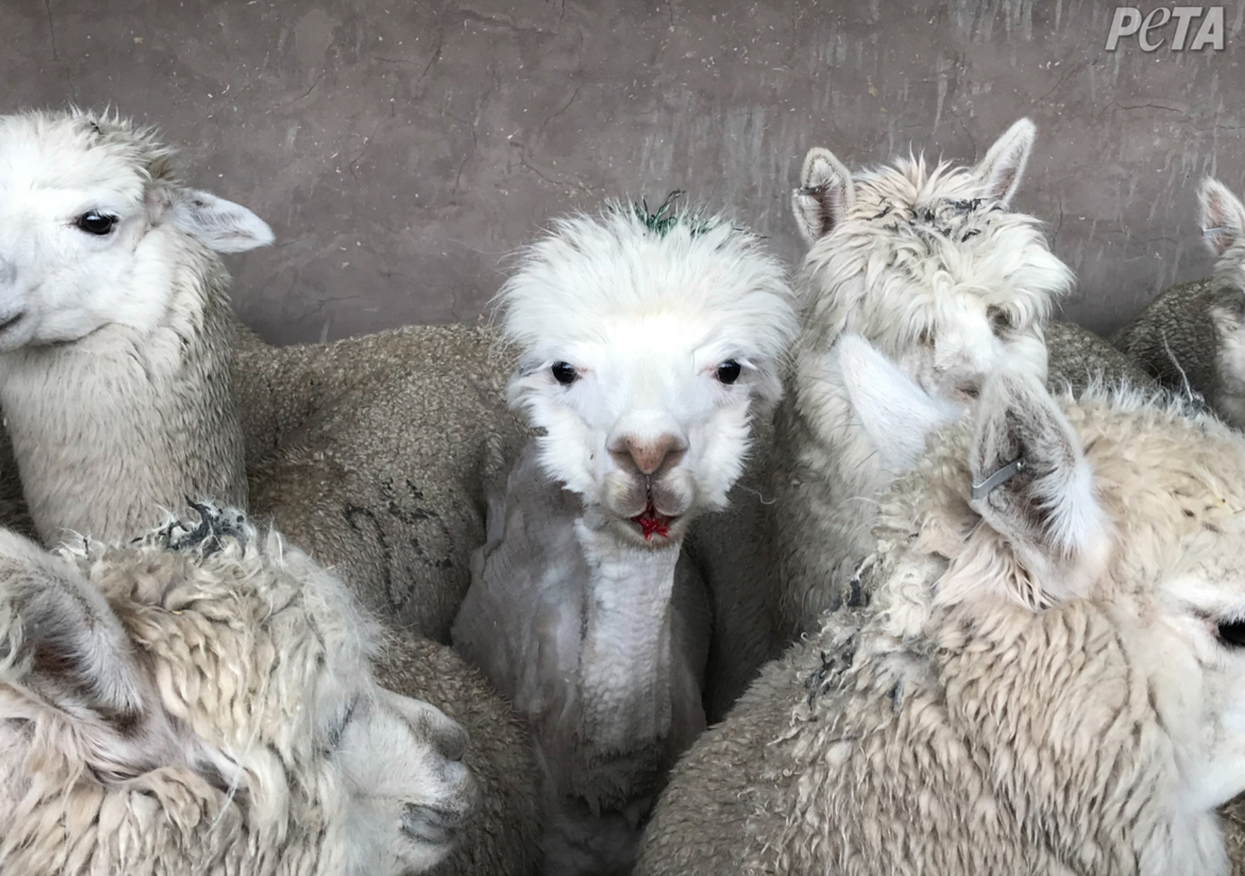 You Can Feed Adorable Baby Alpacas at This Hotel In Peru