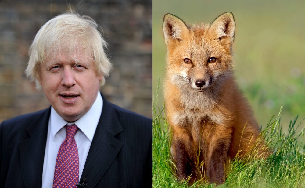 Boris Johnson and a fox