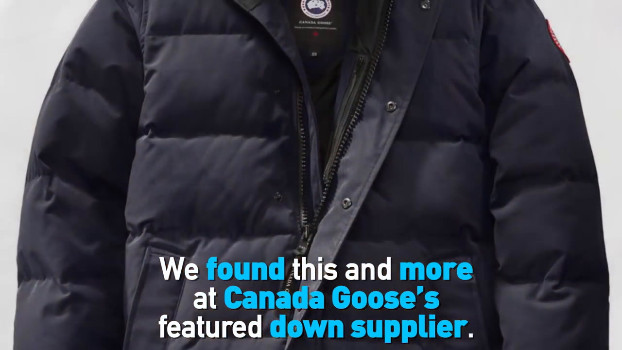 Canada Goose Down Supplier Investigation By PETA - Plant Based News