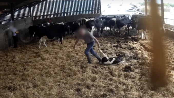 Shipwreck frustrerende loyalitet Horrific' Footage Shows Cows And Calves Being Beaten And Kicked On Dairy  Farm