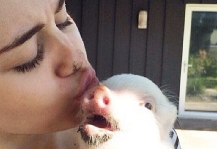 Vegan Star Miley Cyrus Praised For Speaking Out For Animals