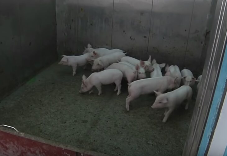 Multi-Storey Factory Pig Farms In China Could Be 'Most Intensive' In The  World