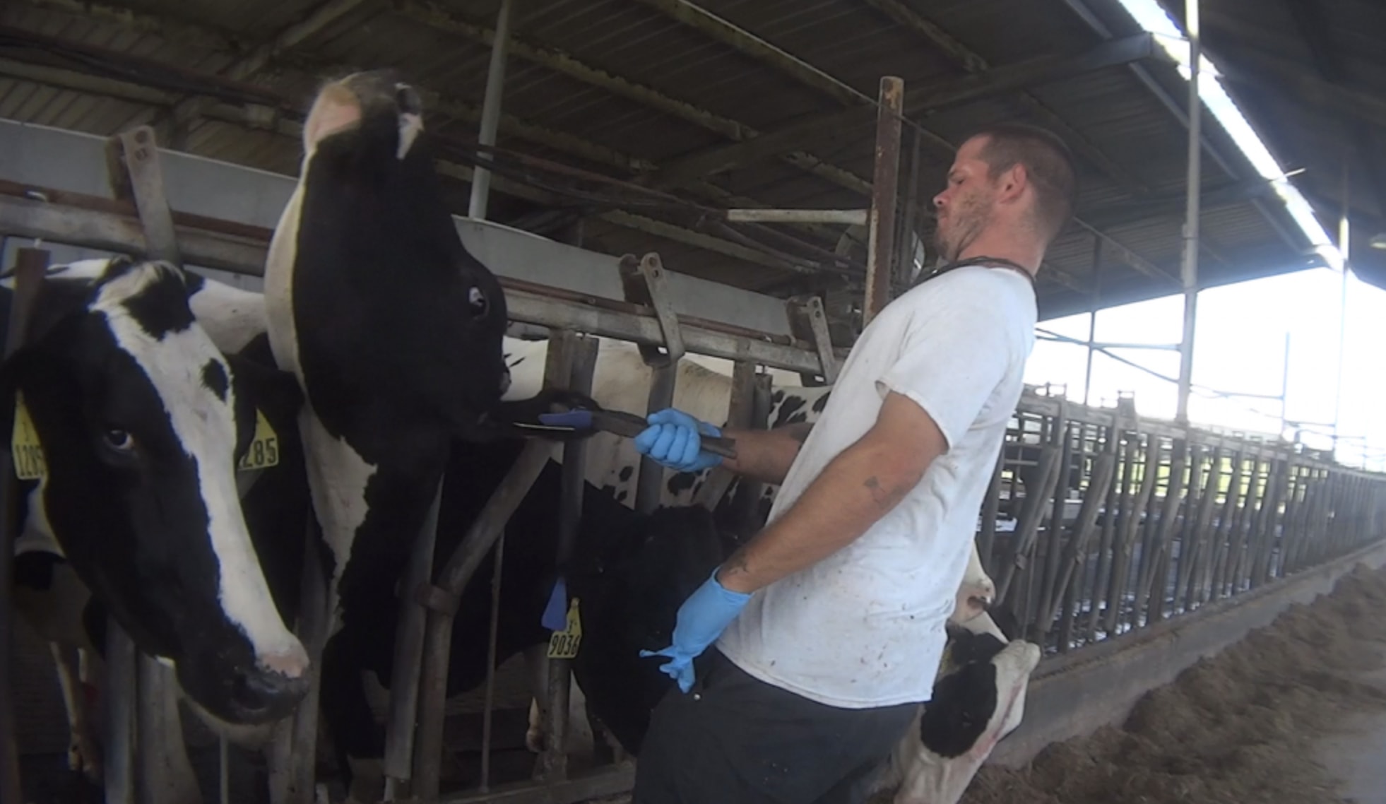 Dairy Farm Workers Found Guilty Of Animal Cruelty After 'Torturing' Cows