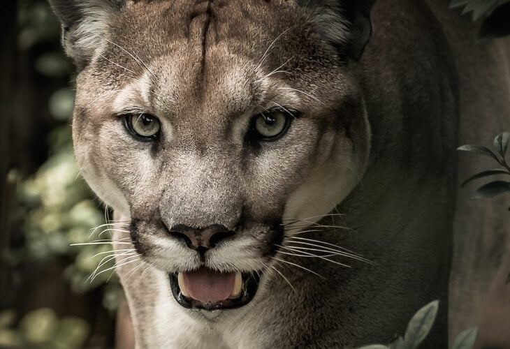 The Eastern Puma Has Been Officially Declared Extinct