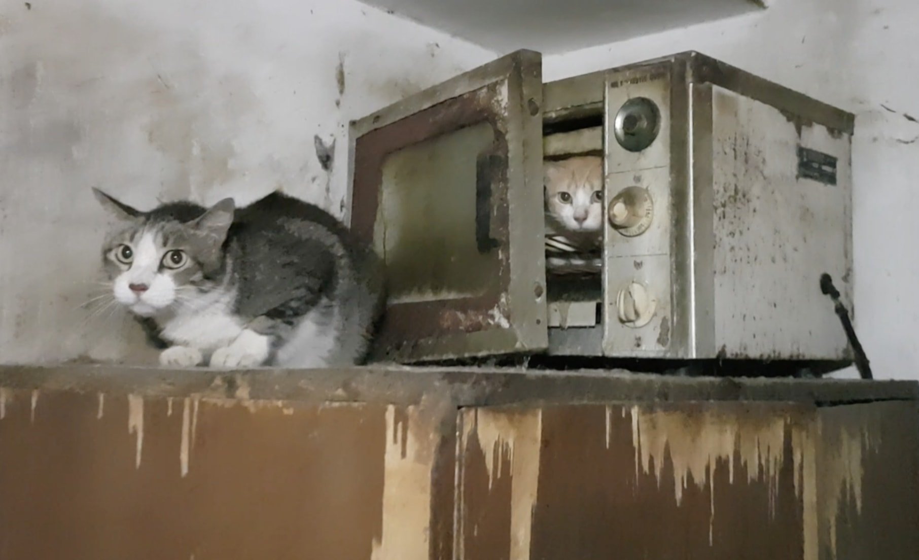 55 Cats Saved From 'Hellish' Hoarding Flat In India 55 Cats Saved From 'Hellish' Hoarding Flat In India