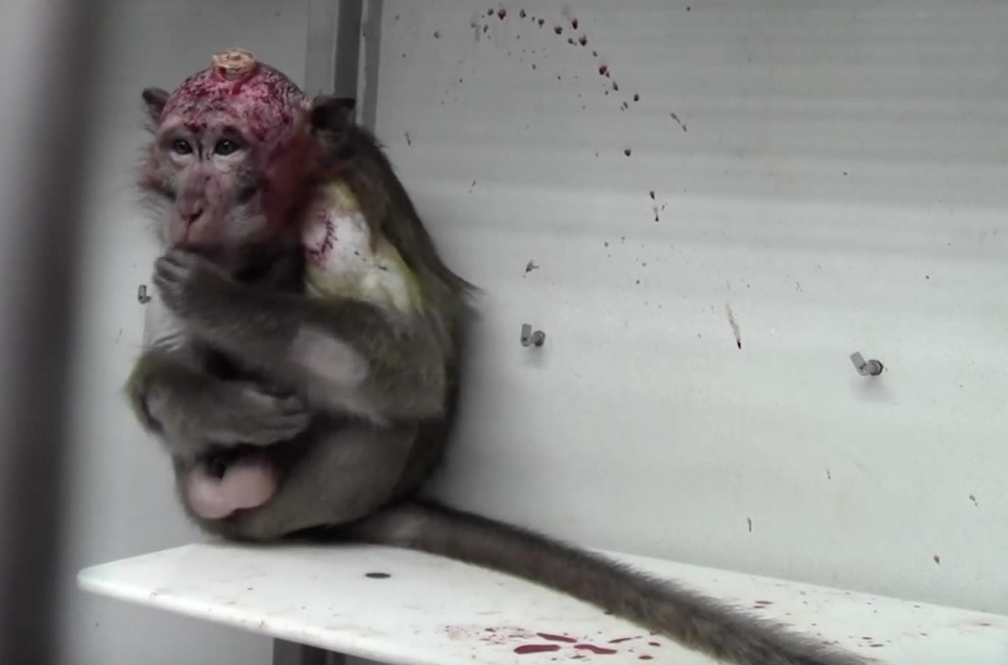 Monkey Researchers In Germany Facing Animal Cruelty Charges For Causing  'Significant Harm'