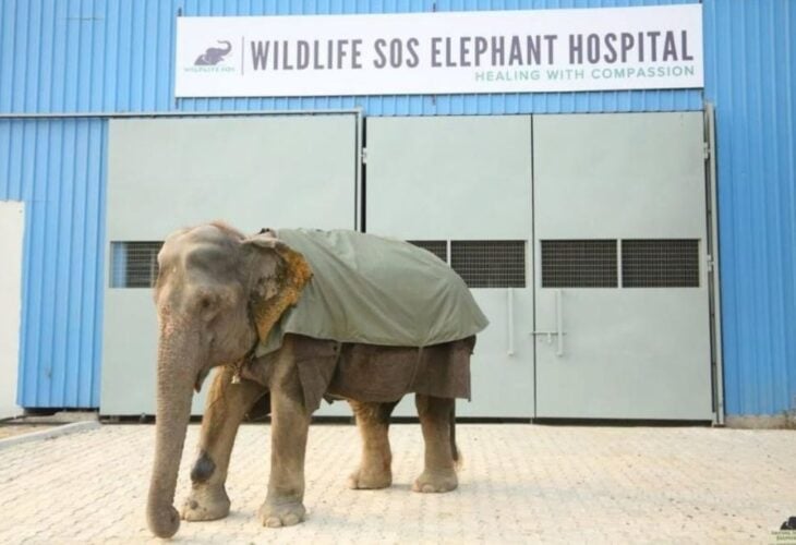 India's First Elephant Hospital Treats Neglected, Sick, And Injured Animals