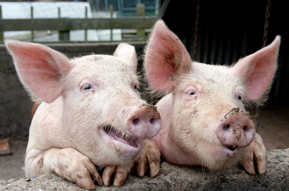 School To Kill Pigs To Teach Children About Where Food Comes From