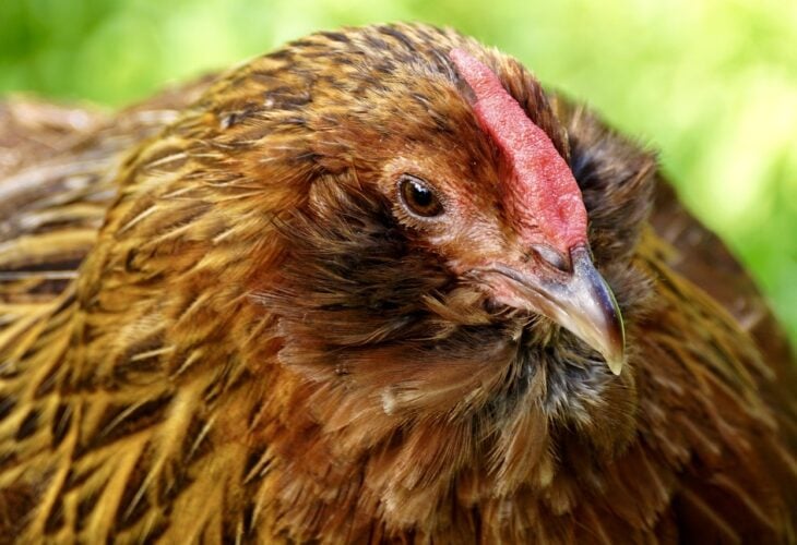 6-shocking-reasons-you-should-stop-eating-chickens-now