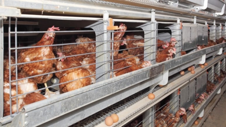 99% Of US Farmed Animals Live On Factory Farms, Study Says