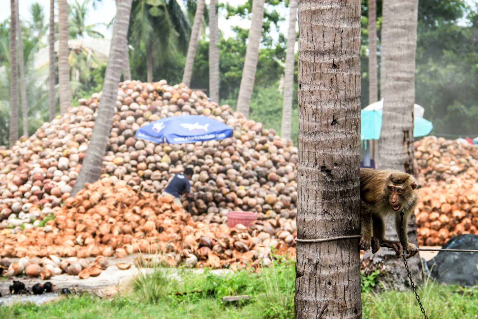 Every Major U.K Supermarket Drops Thai Coconut Brands After Monkey