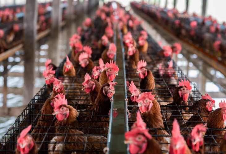 Factory farming chickens