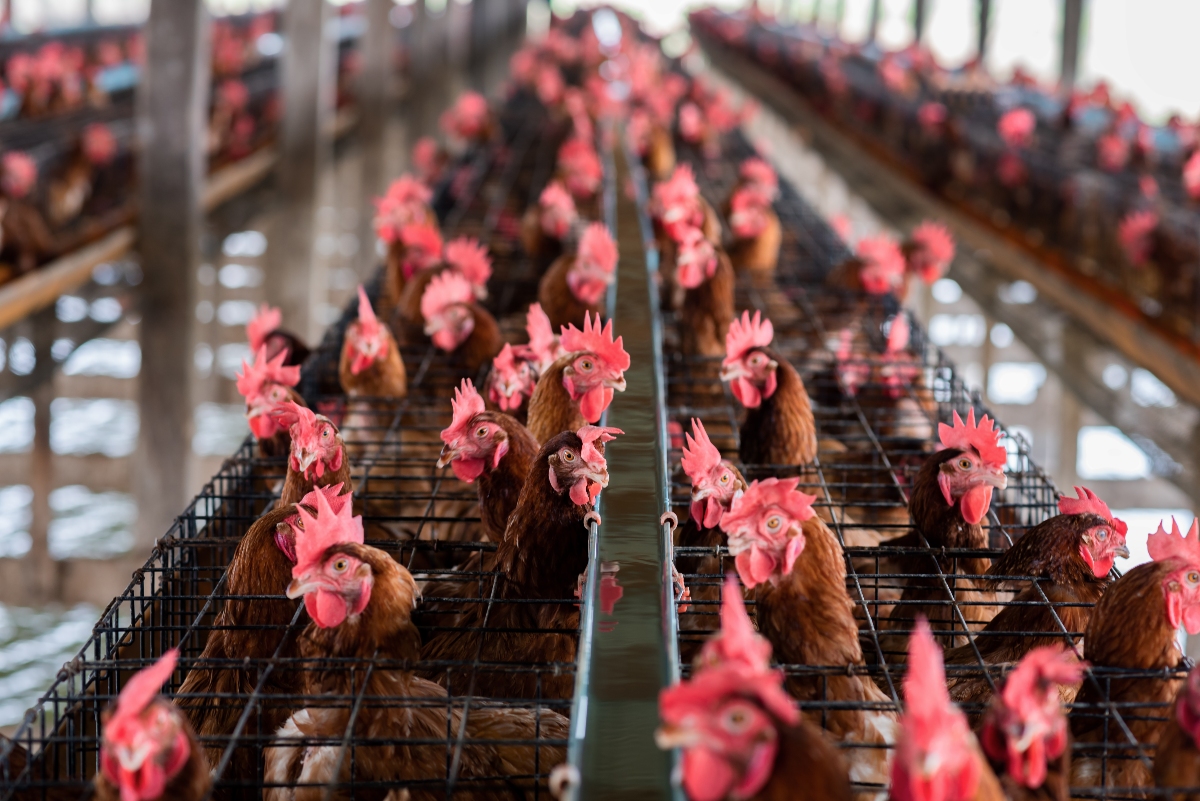 Factory farming chickens