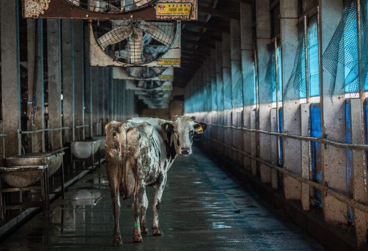 Cow factory farm