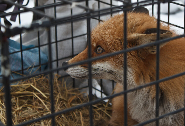 Fox fur farming has been banned in Hungary