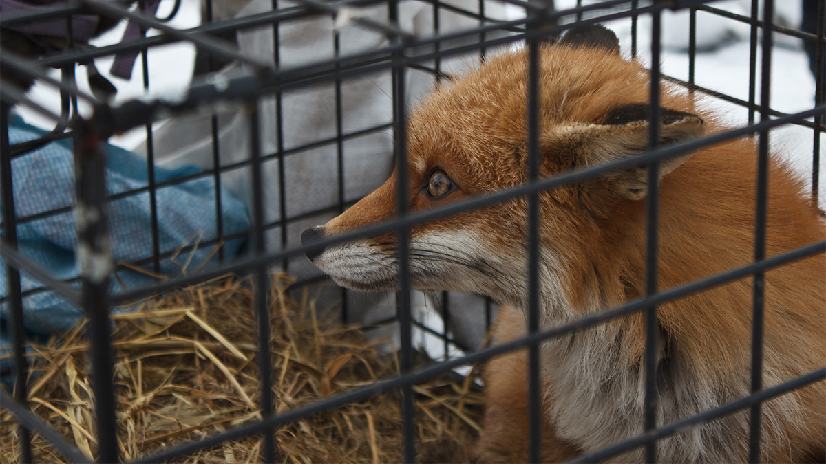 Fox fur farming has been banned in Hungary