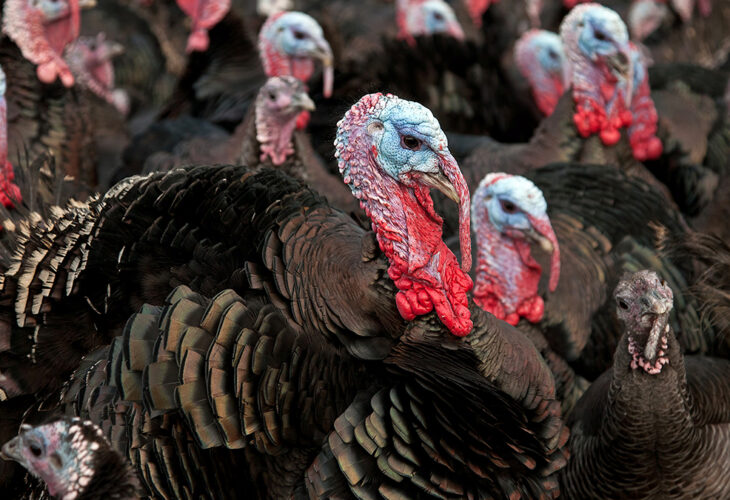 Turkeys on a farm with bird flu
