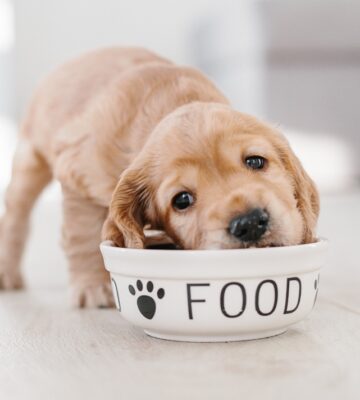 Pet dog eating vegan dog food