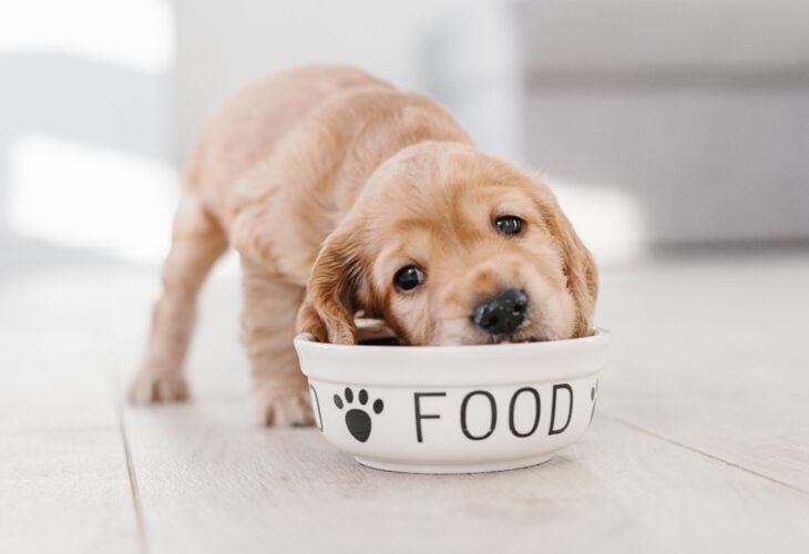 Pet dog eating vegan dog food