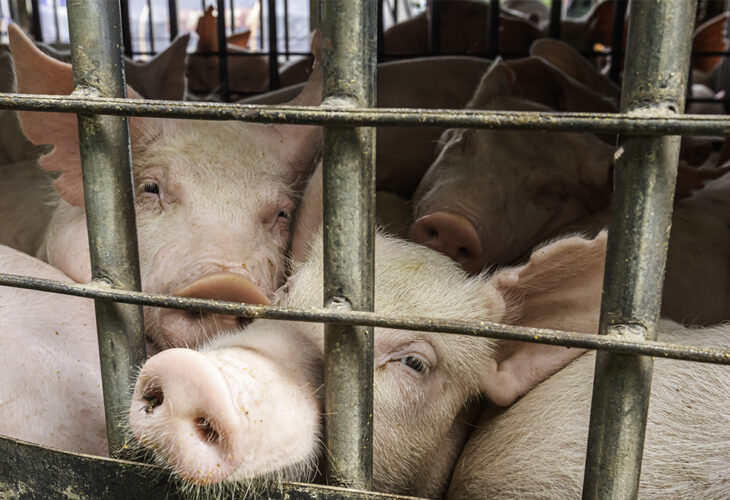 live animal export