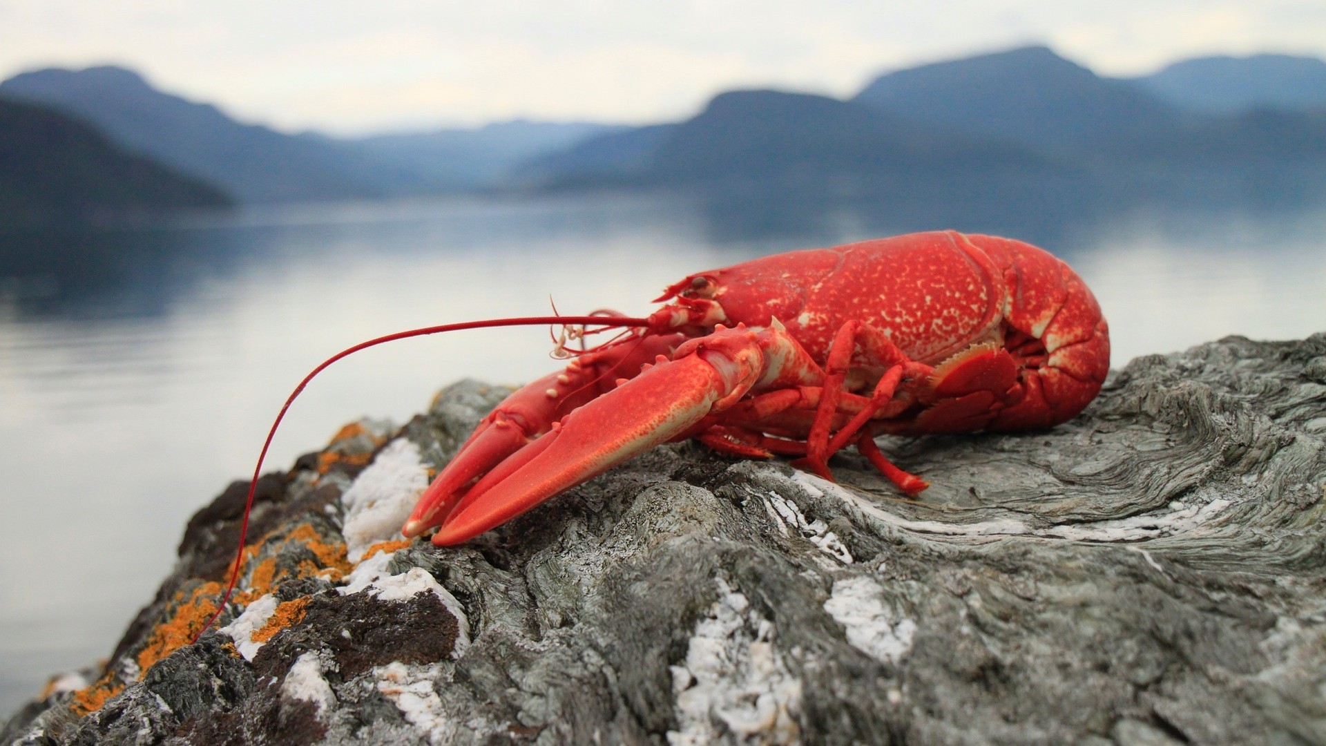 'World's First' lab-grown lobster meat unveiled in Asia