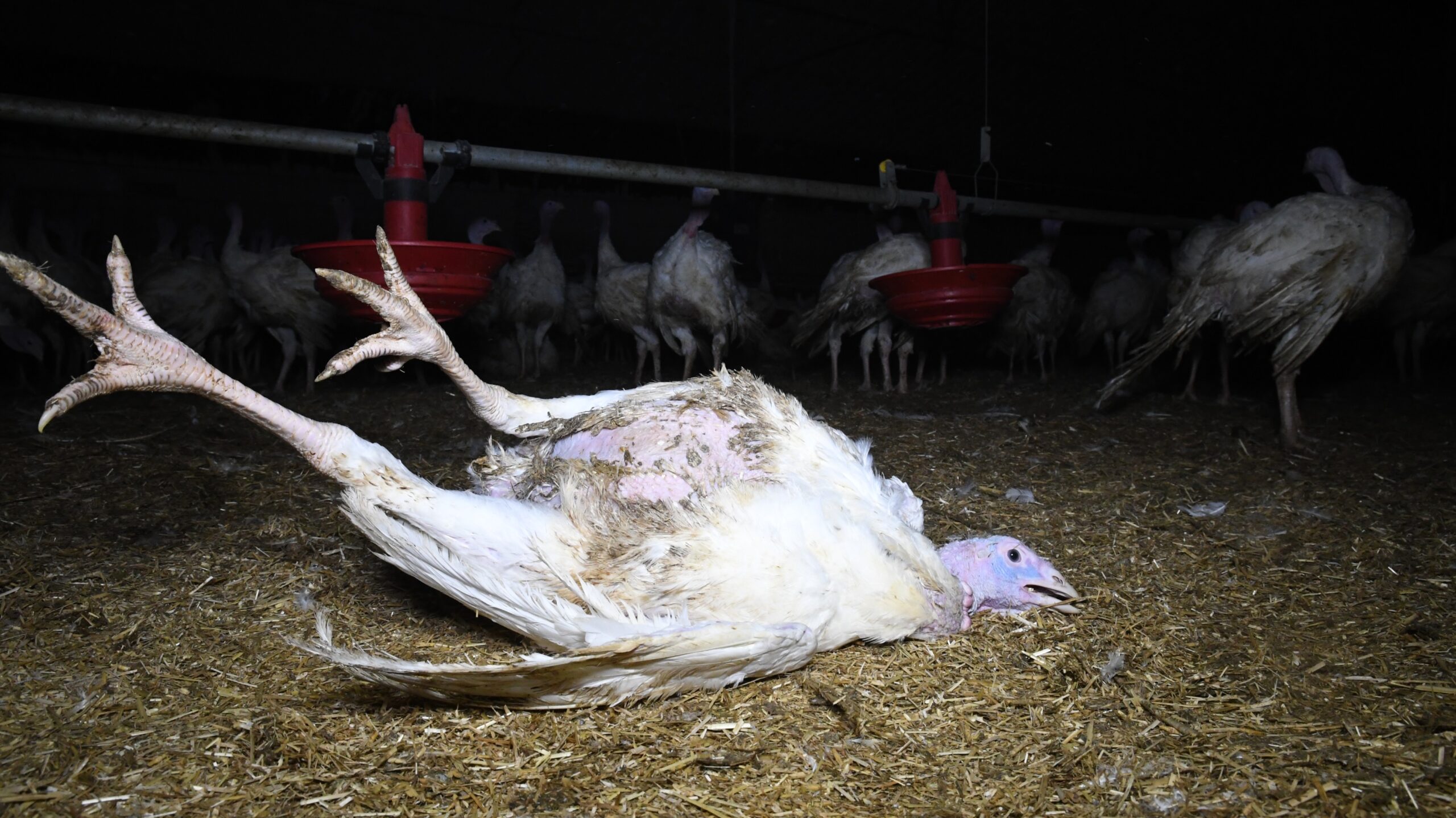 A fallen turkey at East Farm, Norwich