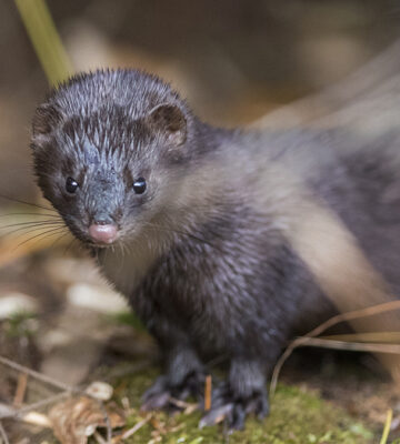 wild mink