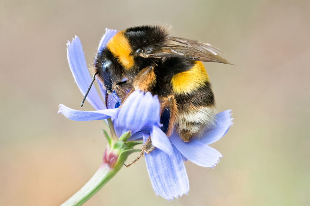 Bees pesticides