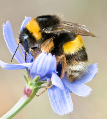 Bees pesticides