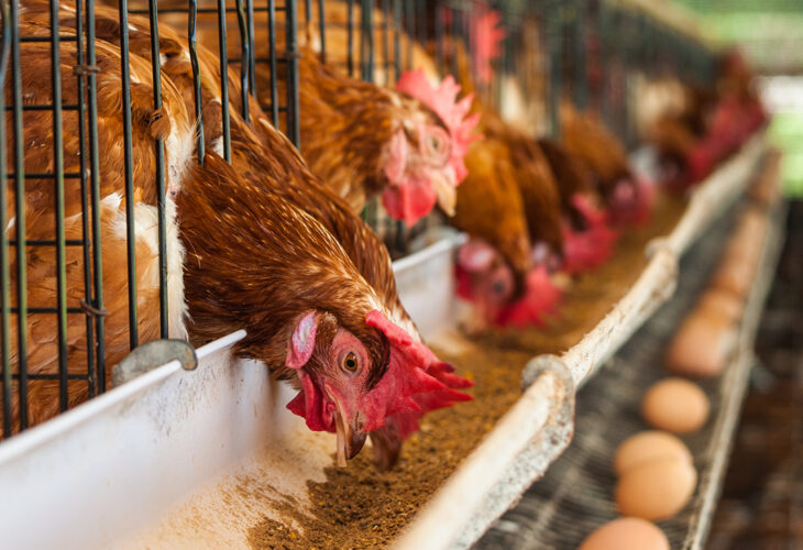 1.3 Million Chickens To Be Culled After Bird Flu Hits Sweden's Biggest Egg Producer