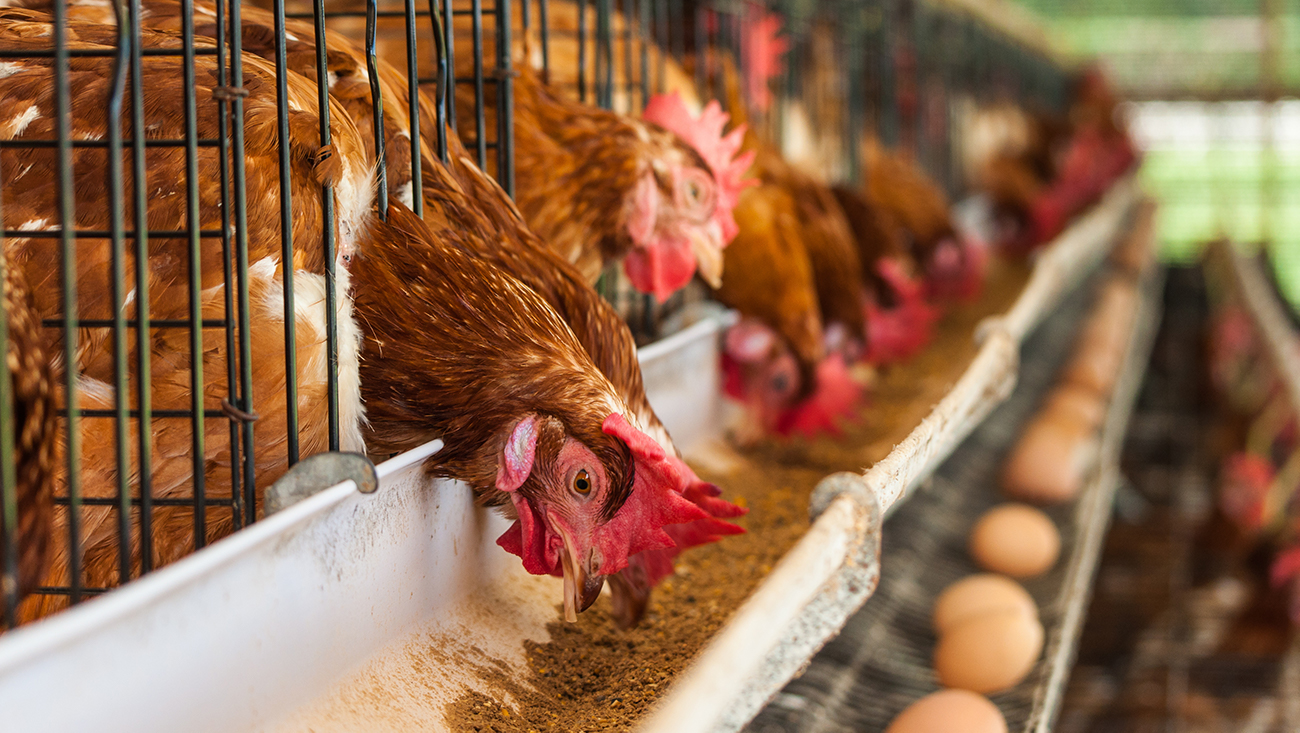 1.3 Million Chickens To Be Culled After Bird Flu Hits Sweden's Biggest Egg Producer