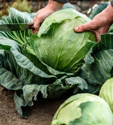 A leading UK vegetable grower credits soaring cabbage and broccoli sales to home cooking and veganism during lockdown