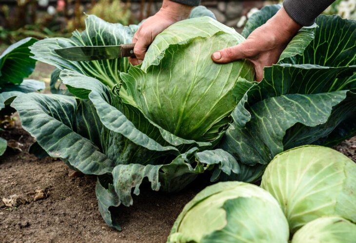 A leading UK vegetable grower credits soaring cabbage and broccoli sales to home cooking and veganism during lockdown