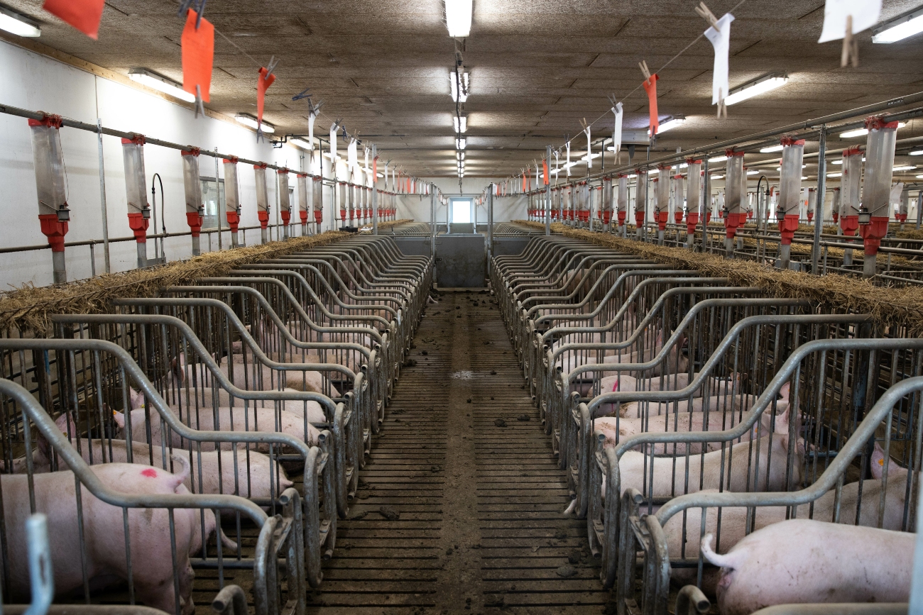 Factory farming