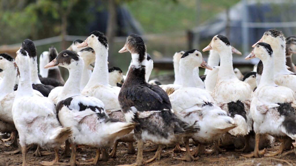 Foie gras producers in France are calling for thousands of ducks to be culled in order to prevent further outbreaks of a strain of bird flu