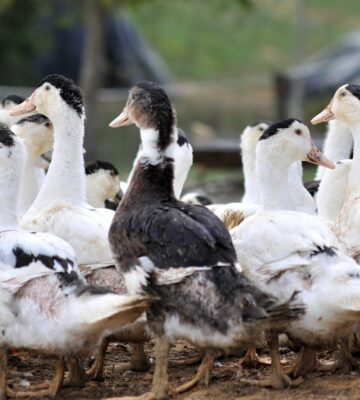 Foie gras producers in France are calling for thousands of ducks to be culled in order to prevent further outbreaks of a strain of bird flu