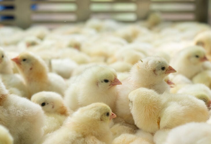 Germany to ban culling of male chicks
