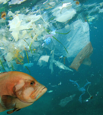 Microplastics in the ocean