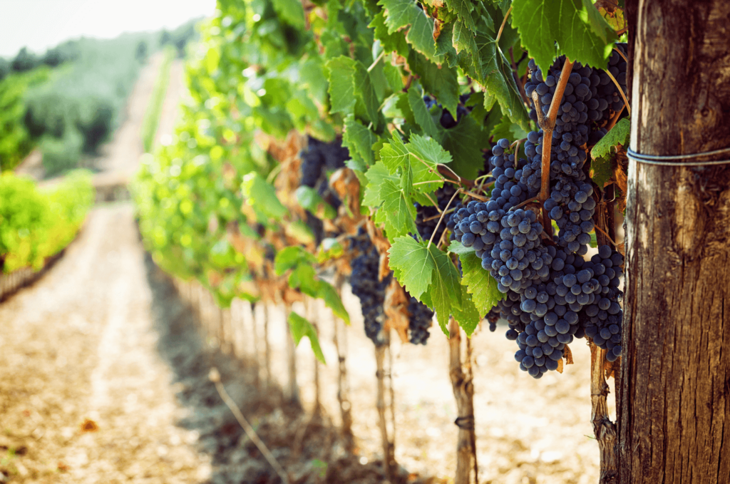 A line of grapes growing on vines on a winemaking vineyard