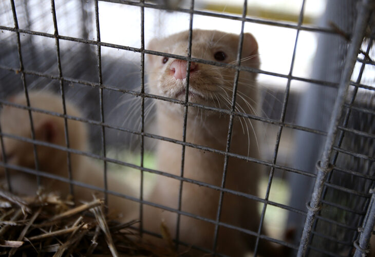 Sweden suspends mink fur farming due to COVID-19