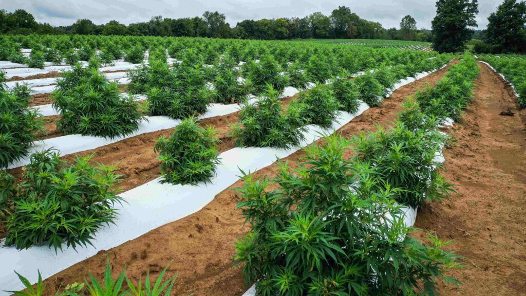 Agricultural economist Rashmit Arora has called for an overhaul on the current farming system which exploits farmers as well as the planet. He works with Transfarmation, which aids farmers in switching to farming plants instead. He features on the latest PBN podcast episode.