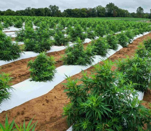 Agricultural economist Rashmit Arora has called for an overhaul on the current farming system which exploits farmers as well as the planet. He works with Transfarmation, which aids farmers in switching to farming plants instead. He features on the latest PBN podcast episode.