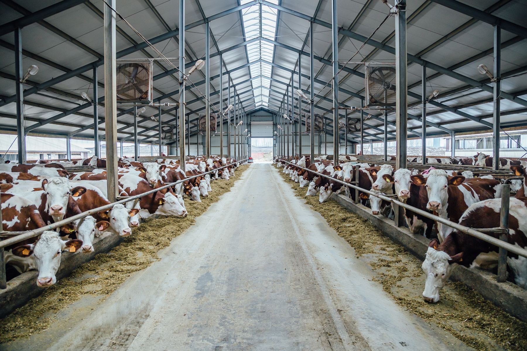 Our current food system needs drastic changes to prevent further biodiversity, a report has claimed. It highlighted the environmental implications of animal agriculture and suggested more people go plant-based to help battle food waste.