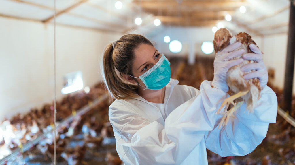 H5N8 Bird Flu Strain Detected In Humans: Will It Cause The Next Big Pandemic?